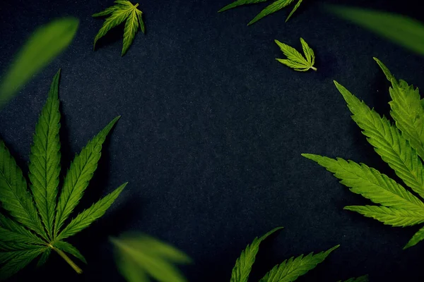 Patrón de moda hojas de marihuana, cáñamo sobre fondo negro Fondo de cannabis — Foto de Stock