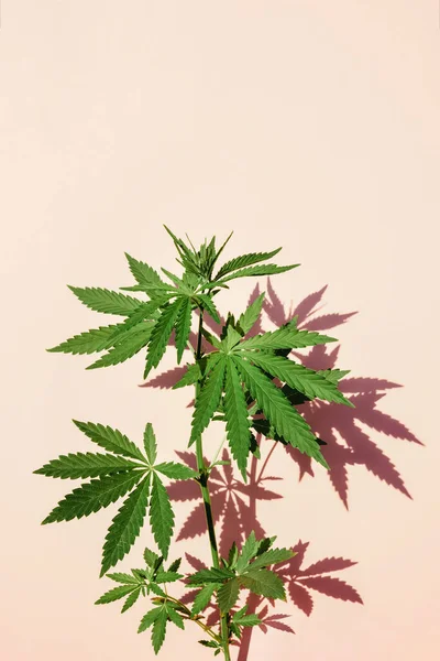 Piękna zielona roślina marihuany, liście konopi na różowym tle. Konopie — Zdjęcie stockowe