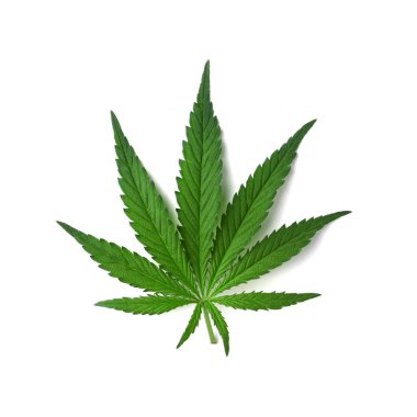Ral leaf marihuanası, gölgeli beyaz arka planda kenevir. Esrar arkaplanı