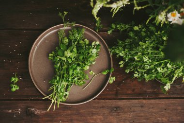 Bir demet kişniş, taze kişniş ahşap karanlık bir masa. Özgün natürmort