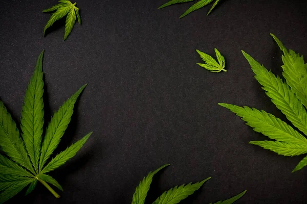 마리화나 의 겉모양, 흑색 배경 캐너 비스 배경의 반침 로열티 프리 스톡 이미지