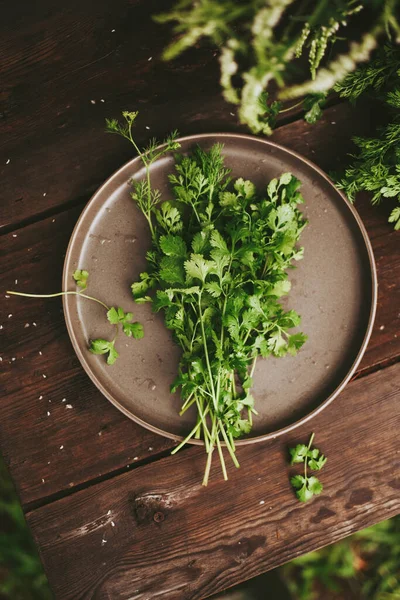 Bunch of cilantro, fresh coriander a wooden dark table. Authentic still life