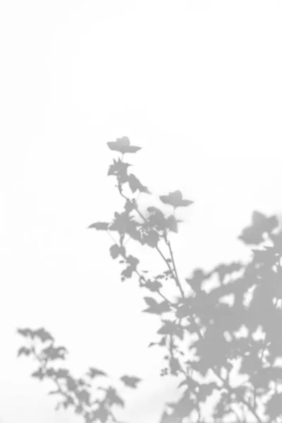 Photo overlay effect. Gray shadow of bush leaves on a white wal