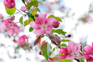 Bir yakından atış bir elma ağacı çiçeği kırmızı renk, Moskova, Rusya Federasyonu