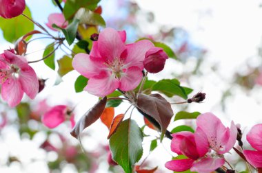 Bir yakından atış bir elma ağacı çiçeği kırmızı renk, Moskova, Rusya Federasyonu