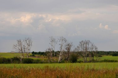 Sığırcık sürüsü kuru ağaç gövdeleri, işgal Tula region, Rusya Federasyonu