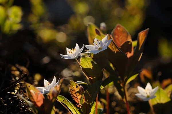 Starflowers Trientalis Europaea Lat Přiklánějí Poslední Sluneční Paprsky Puumala Finsko — Stock fotografie