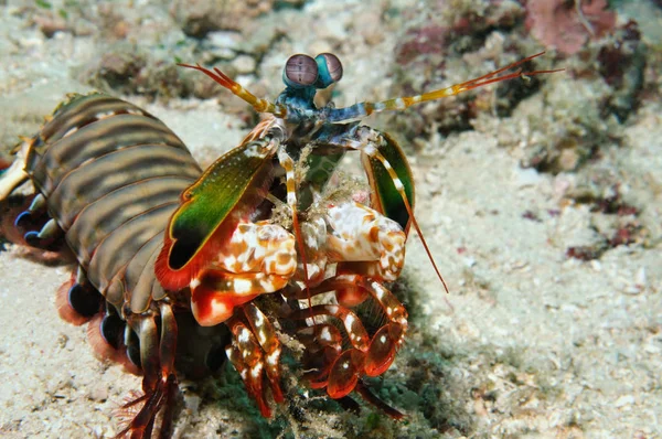 Tam boy portre bir tavus kuşu mantis karides duran bir deniz altındaki, Panglao, Filipinler