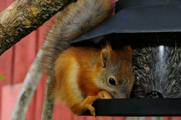 Squirrel pup is extremely busy eating sunflower seeds from a bird feeder, Puumala, Finland