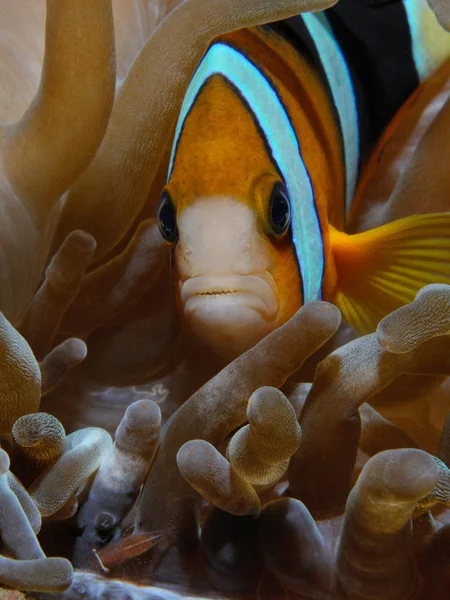 Nemo Vis Yellowtail Anemoonvis Eng Amphiprion Clarkii Lat Garnalen Leven — Stockfoto