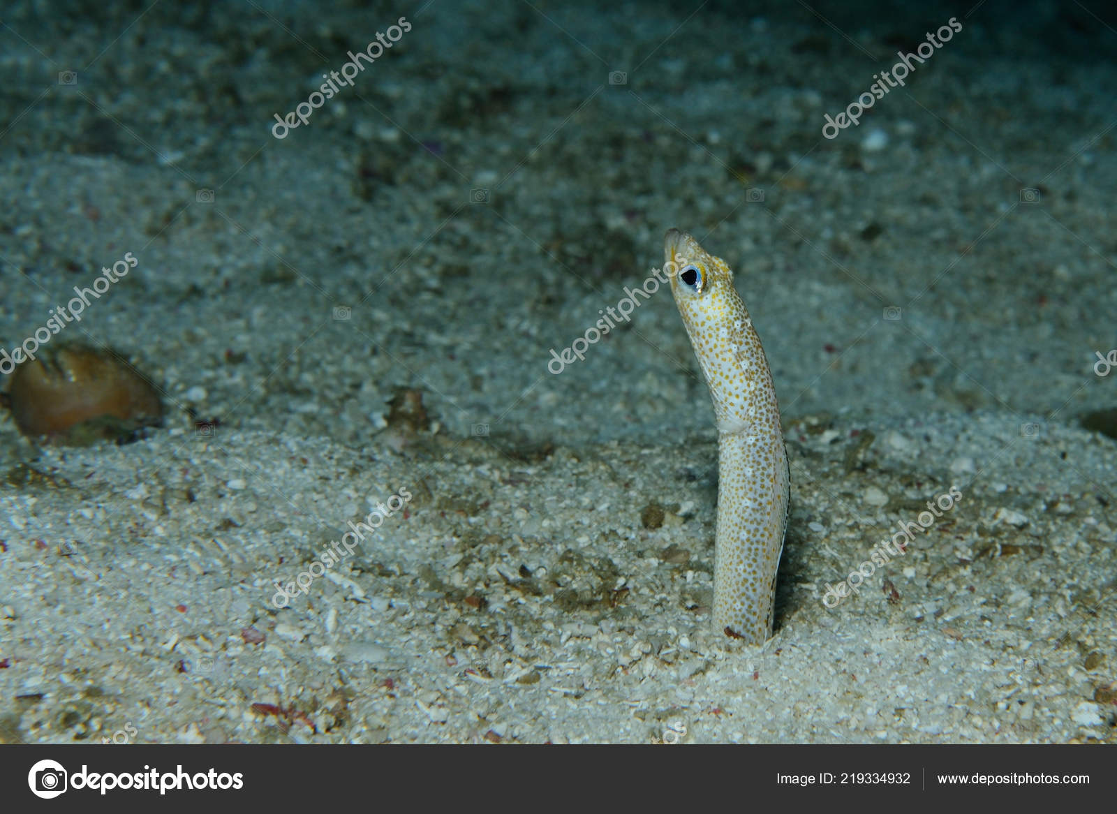 Garden Eel Peeping Out Its Burrow Ready Hide Panglao