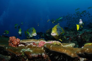 Tatlı (yellowbanded tatlı) üzerinde resif, Kuzey Male Atoll, Maldives yüzüyor