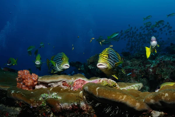 Sweetlips Yellowbanded Sweetlips Estão Nadando Sobre Recife North Male Atoll — Fotografia de Stock