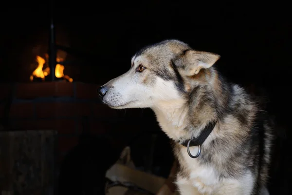 Husky evin, Finlandiya içinde açık şömine yakın oturuyor
