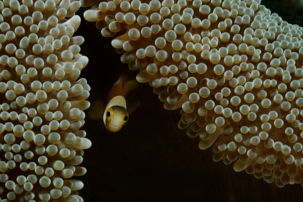 Amphiprion Juvénile Sort Son Anémone Panglao Philippines — Photo