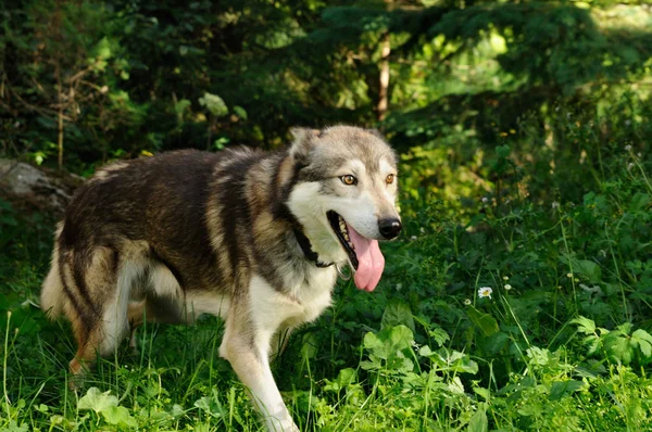 Husky Com Olhos Ardentes Está Correndo Para Frente Finlândia — Fotografia de Stock