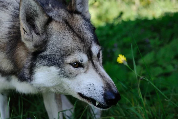 Husky Eating Grass Finland — Stock Photo, Image