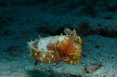 küçük mürekkep balığı