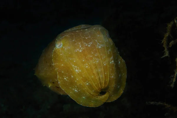 Gelber Tintenfisch — Stockfoto