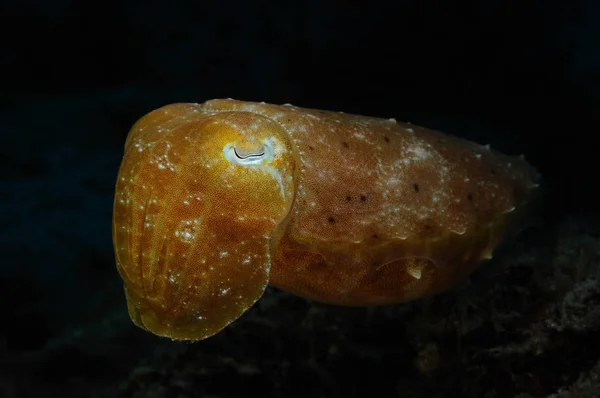 Sovande bläckfisk — Stockfoto