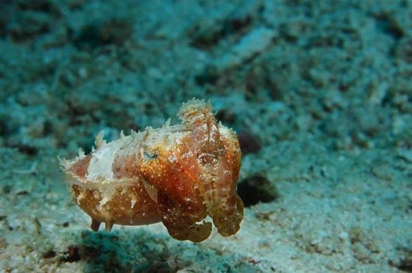 küçük mürekkep balığı 