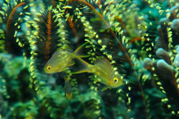 Crinoid'de saklanmak — Stok fotoğraf