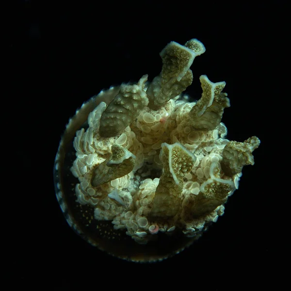 The other side of the jellyfish — Stock Photo, Image