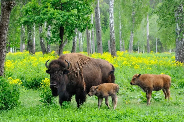 Nursery for bisons — Stock Photo, Image