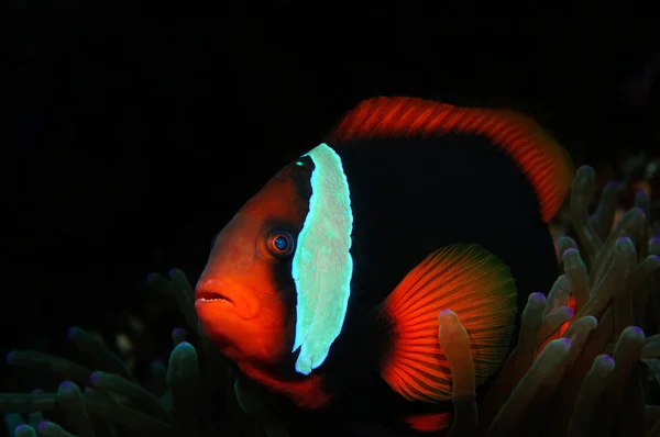 Tomaten-Clownfisch — Stockfoto