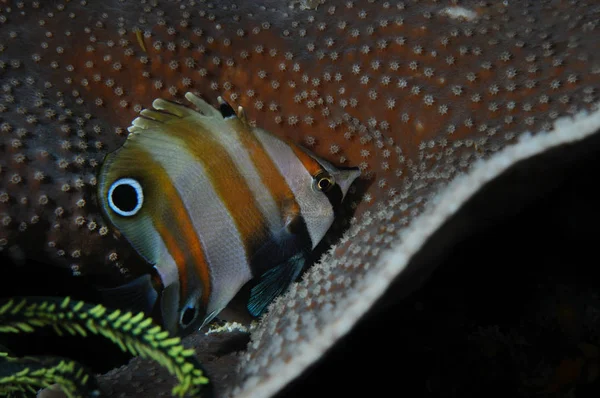 Schlafender Fisch — Stockfoto