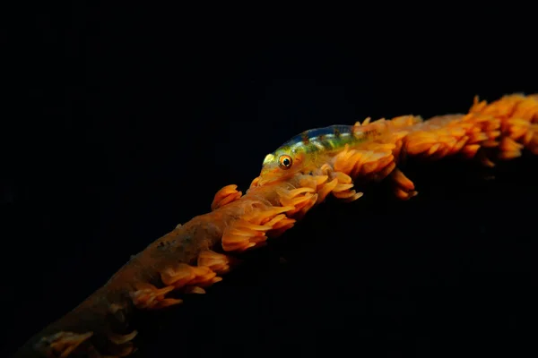 Goby on a whip coral — Stock Photo, Image
