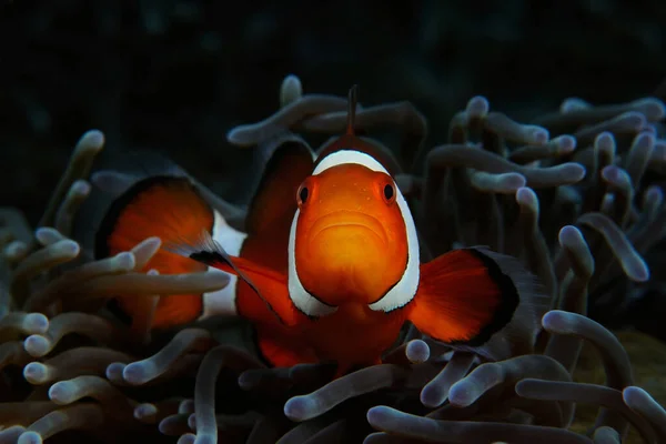 Batılı palyaço balığı (Ocellaris Palyaço Balığı, False Percula Palyaço Balığı), şakayık, Panglao, Filipinler 'de saklanır.