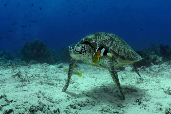 Två Orangefinska Anemonefish Försöker Avfärda Havssköldpaddan Från Sitt Territorium Balicasag Stockfoto