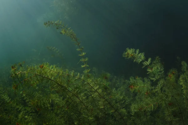 Promienie Słońca Przenikają Przez Wody Otwartego Dołu Trawą Wodną Ceratophyllum — Zdjęcie stockowe