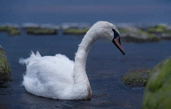 Cisne Está Flutuando Nas Águas Bálticas Entardecer Costa Báltico Região — Fotografia de Stock