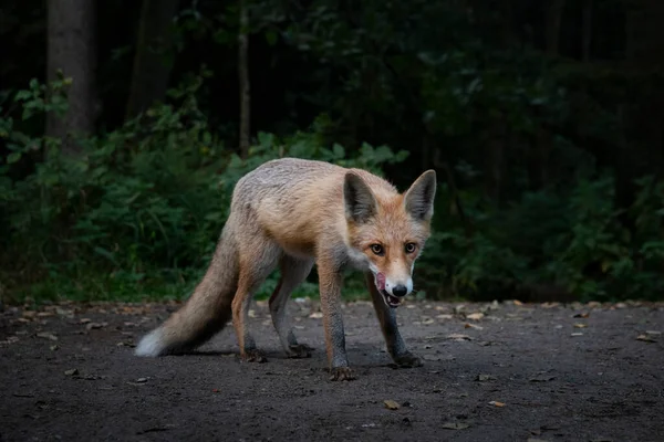 野生のキツネは舐めている Curonian Spit Kaliningrad ロシア — ストック写真