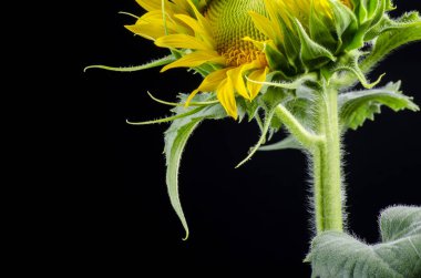 İzole ayçiçeği çekirdeği yakın çekim siyah bir arka plan üzerinde ayçiçeği çiçeklenme tarihi macronew