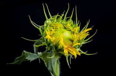 İzole ayçiçeği çekirdeği yakın çekim siyah bir arka plan üzerinde ayçiçeği çiçeklenme tarihi macronew