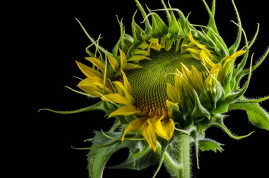 İzole ayçiçeği çekirdeği yakın çekim siyah bir arka plan üzerinde ayçiçeği çiçeklenme tarihi macronew