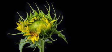 İzole ayçiçeği çekirdeği yakın çekim siyah bir arka plan üzerinde ayçiçeği çiçeklenme tarihi macronew