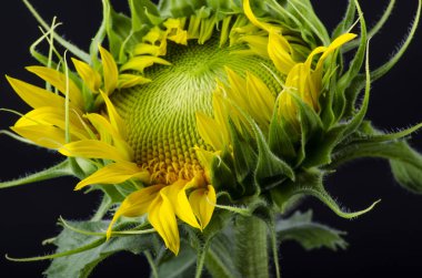 İzole ayçiçeği çekirdeği yakın çekim siyah bir arka plan üzerinde ayçiçeği çiçeklenme tarihi macronew