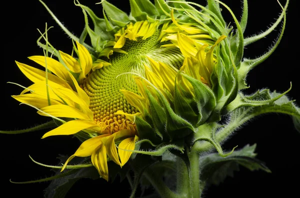 Isolated sunflower core close up over a black background, macronew born sunflower bloom