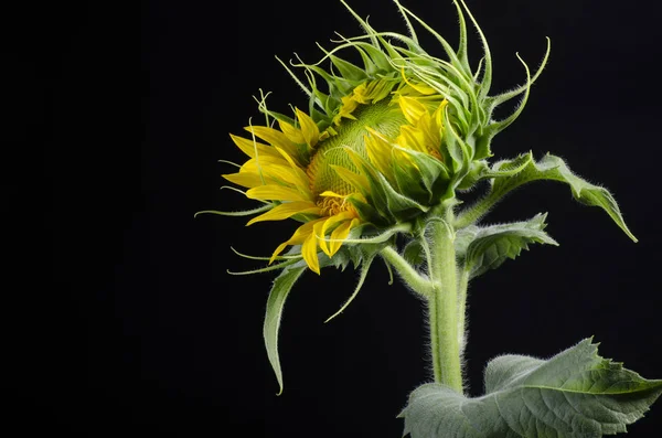 İzole ayçiçeği çekirdeği yakın çekim siyah bir arka plan üzerinde ayçiçeği çiçeklenme tarihi macronew