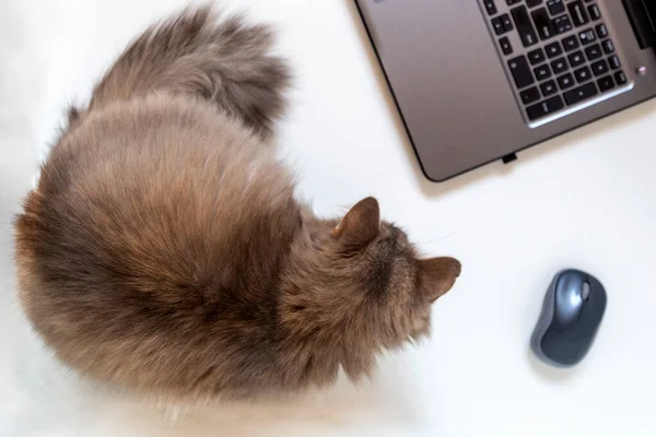 Gri Tüylü Kedi Bilgisayar Faresi Klavyenin Yanında — Stok fotoğraf