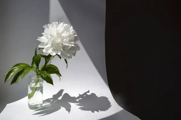 Big White Peony Fower Gentle Delicate Petals Copy Space Shadows — Stock Photo, Image