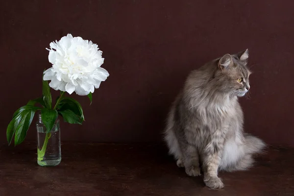 Bílá Krásná Pivoňka Tmavém Pozadí Šedou Chlupatou Kočkou Sedí Blízkosti — Stock fotografie