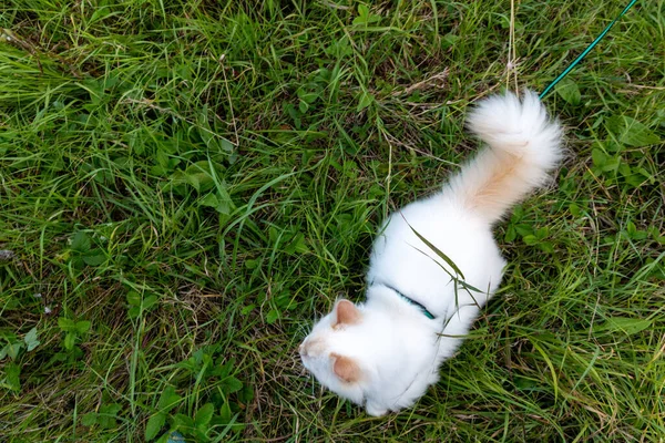 Hermoso Gato Peludo Blanco Caminando Sobre Hierba Verde Correa Gatos — Foto de Stock