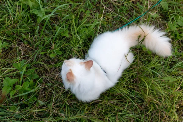 美しい白い毛むくじゃらの猫は 緑の芝生の上を歩く 概念外の国内猫 トップ表示 — ストック写真