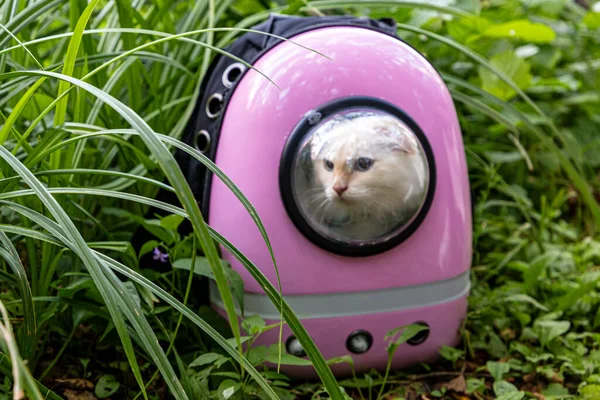 Vacker Vit Lurvig Katt Gömmer Sig Inuti Katt Ryggsäck Med — Stockfoto