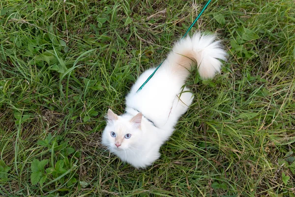 Hermoso Gato Peludo Blanco Caminando Sobre Hierba Verde Con Correa — Foto de Stock